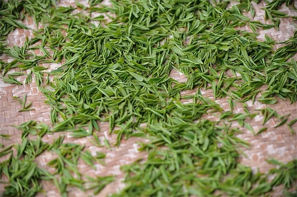 専門家に聞く！秋に家に侵入する5つの害虫とプロの対策