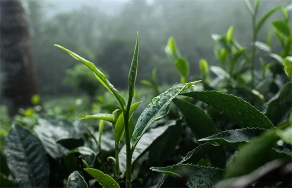 木を植えて気候変動対策？効果的な樹種と実践のコツ