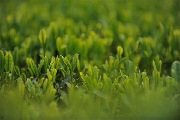 木を植えて気候変動対策？効果的な樹種と実践のコツ