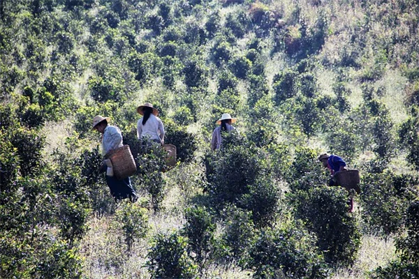 ハニーサックルを植えてはいけない理由と代わりに植えるべき在来種8選