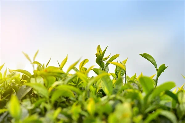 バラの花がら摘みでよくある5つの間違いとは？【初心者向け】
