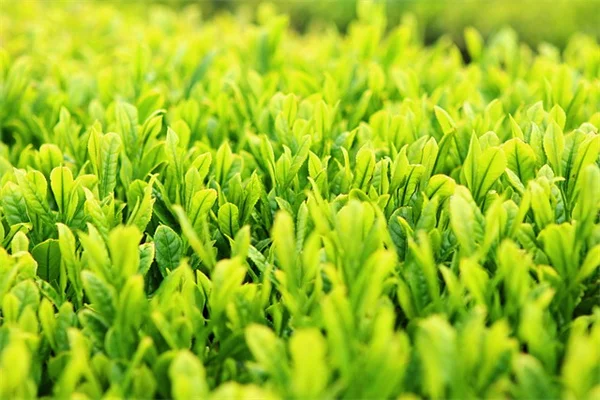 冬の雑草対策は段ボールで決まり！私が実践する簡単な方法
