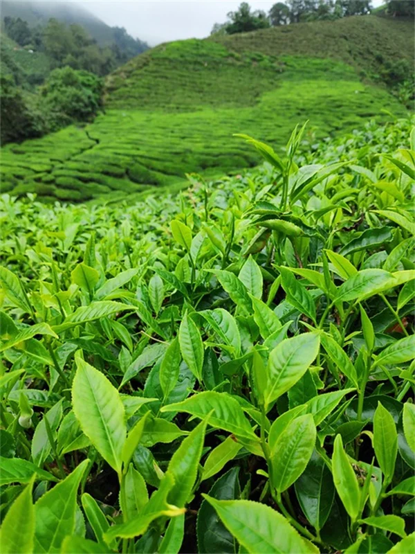 植物交換会を成功させるための5つのステップと実践的なコツ