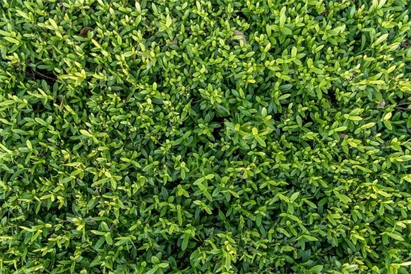 冬の野生生物観察のコツ：初心者でも見つけられる5つの方法