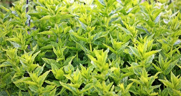 プロが教える植物の冬越し方法と失敗しない3つのコツ